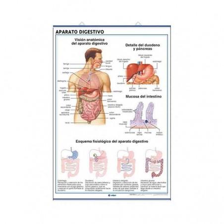 LAMINA PRIMARIA: AP. DIGESTIVO/EXCRETOR